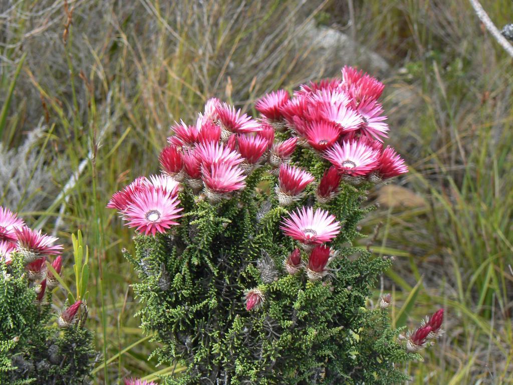Van Den Berg'S Guesthouse Bettyʼs Bay Exterior foto