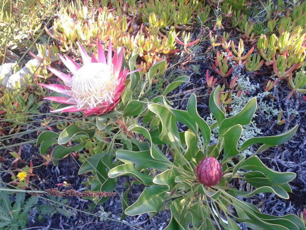 Van Den Berg'S Guesthouse Bettyʼs Bay Exterior foto